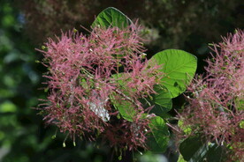 黄栌花 