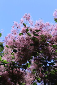 黄栌花 