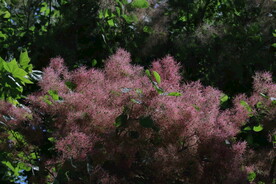 黄栌花 