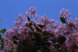 黄栌花 