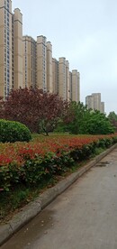 高楼下面的绿化带