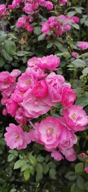 蔷薇花开