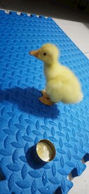 小黄鸭