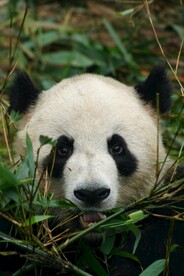 熊              