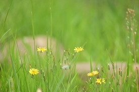 黄色中华苦荬菜
