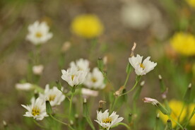 中华苦荬菜