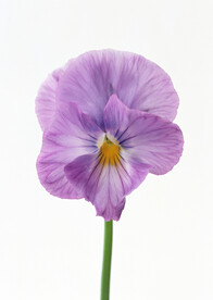 紫色的蝴蝶兰鲜花