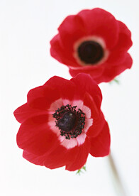 红色的虞美人鲜花