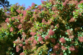 黄栌花