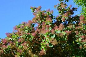 黄栌花 