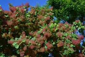 黄栌花 