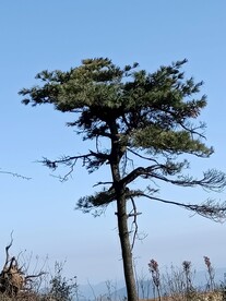 山顶松树