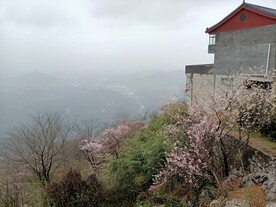 山上樱花