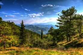 森林  风景