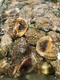 海螺