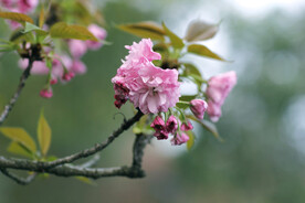 红樱花