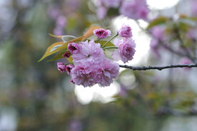 花树枝