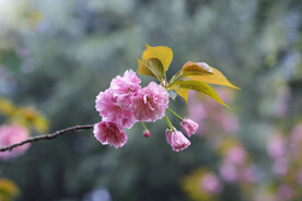 红樱花