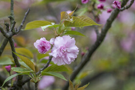 红樱花 