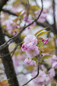 红樱花