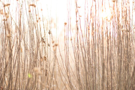 芦苇