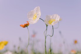 花朵图片
