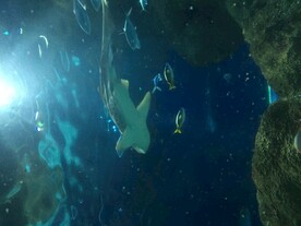 海洋馆