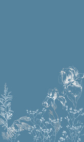 手绘花 植物 线稿