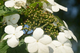 天目琼花