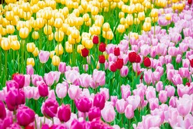 郁金香花摄影