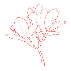 白描花卉 植物 
