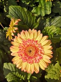 非洲菊