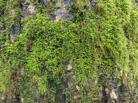 苔藓