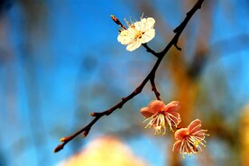 杏花