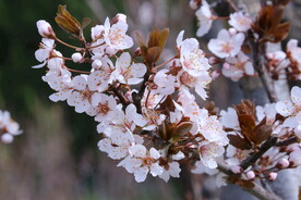 紫叶李 