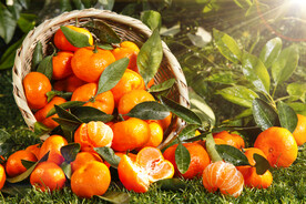 诱人的水果沙糖桔