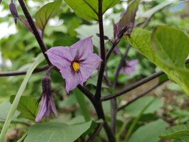 茄子花