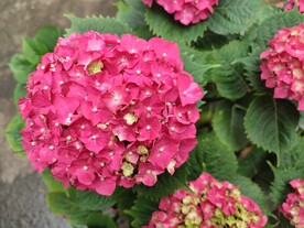 绣球花