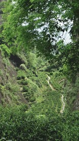 牛栏坑武夷岩茶