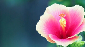 芙蓉葵