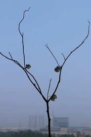 树枝