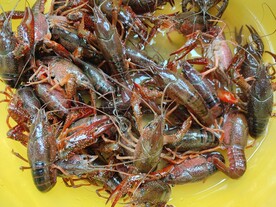 小龙虾