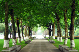 重庆中央公园林荫大道