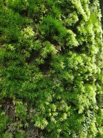 苔藓植物