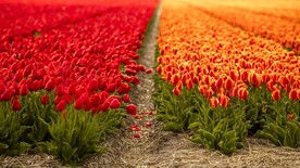 郁金香花田