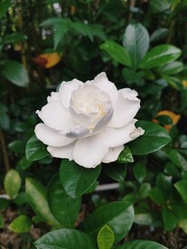 花栀子花拍摄绿叶白色