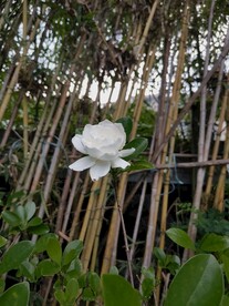栀子花