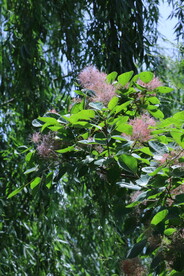 黄栌花