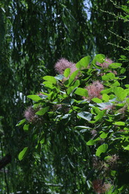 黄栌花