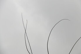 向着天空生长的树枝